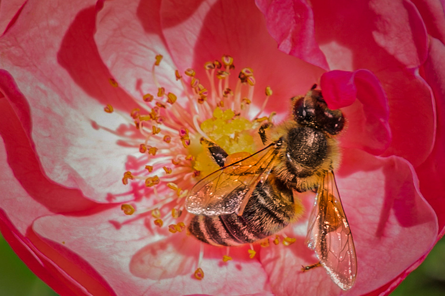 Biene Blumenschmuckbewertung _thomb